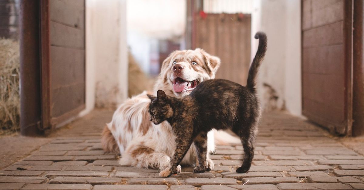 Craigslist VA Roanoke Pets: Your Ultimate Guide to Pet Adoption