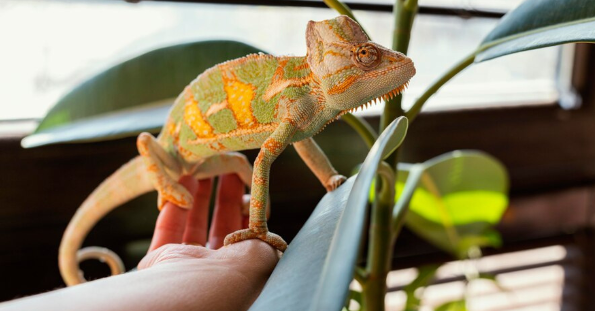 Exotic Pets That Are Legal in Arizona: A Surprisingly Wild List