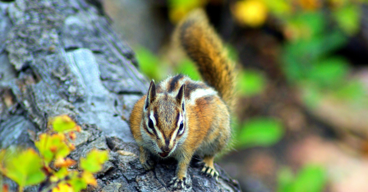 Small Mammals of Colorado: A Pocket-Sized Guide to the Rockies' Furry Friends