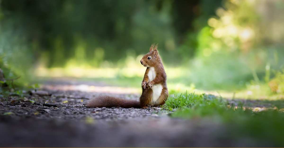 Small Mammals of Florida: A Whimsical Guide to the State's Furry Residents