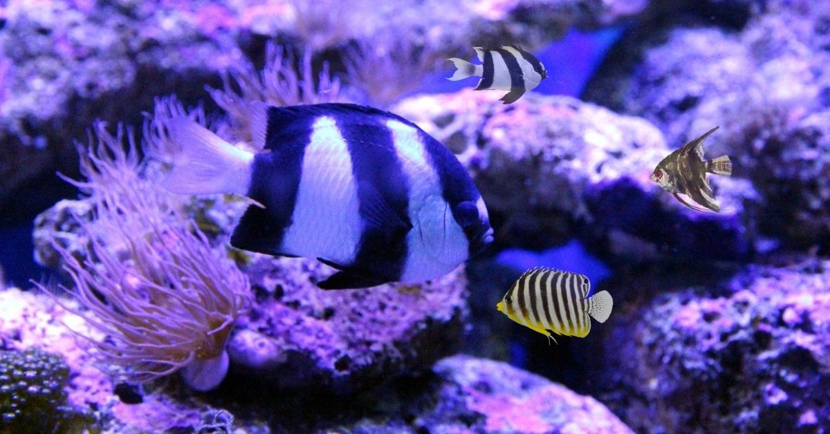 The Striking World of Black and White Striped Fish: A Dive into Their Life