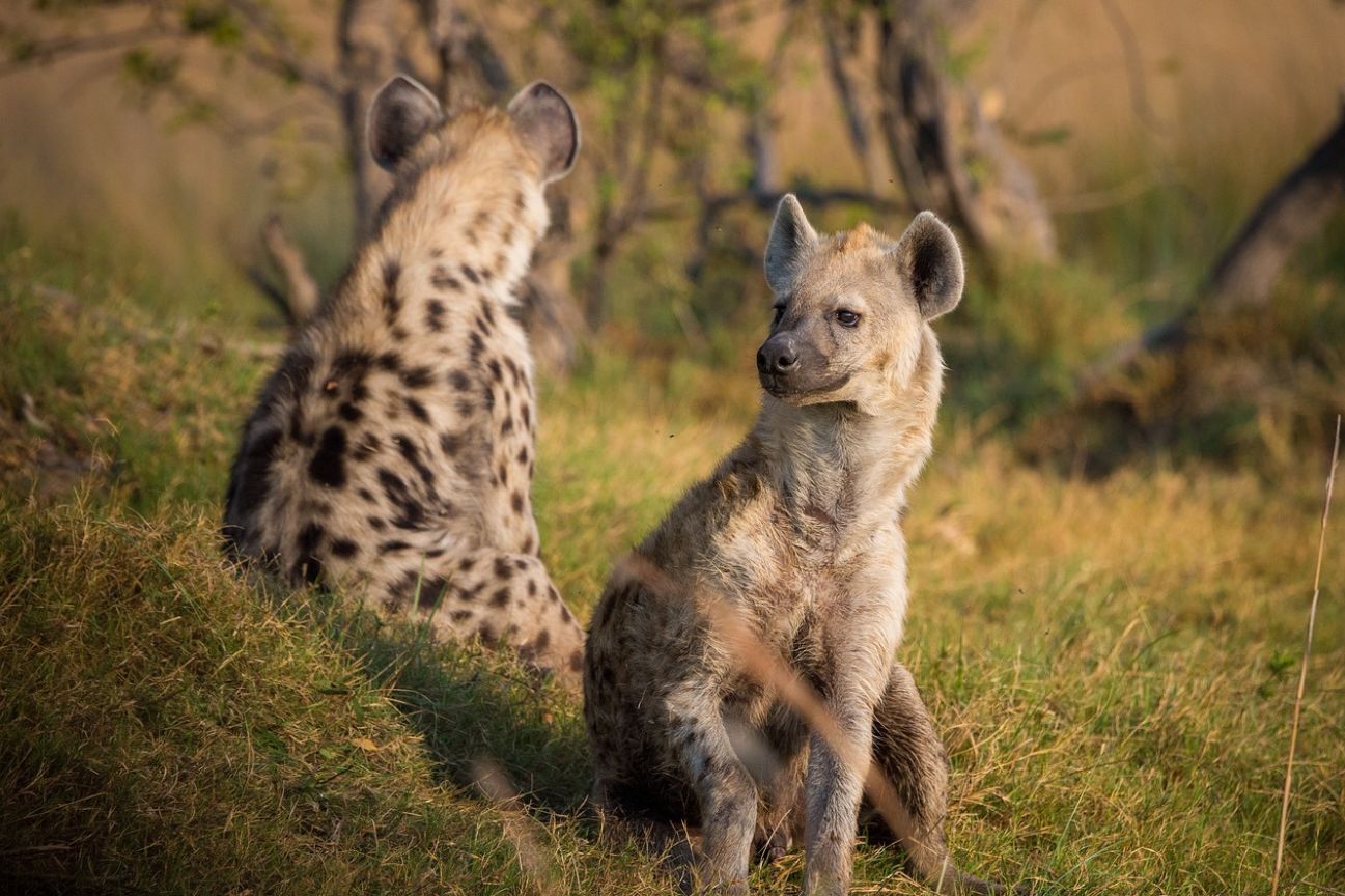 What Would Hyena Ownership Entail?