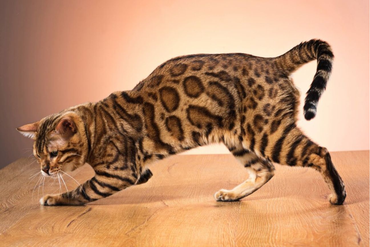 Large Exotic Cats for Pets: A Purr-fectly Wild Idea?